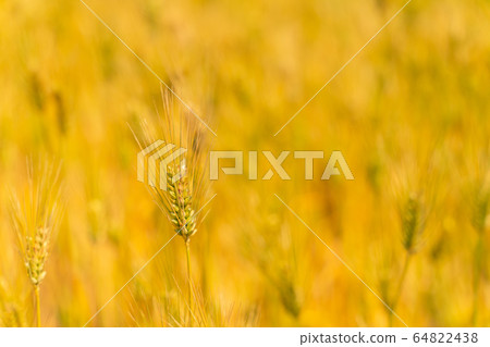A golden wheat field 64822438