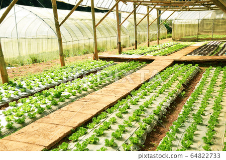 Fresh lettuce growing in an hydroponics system in 64822733