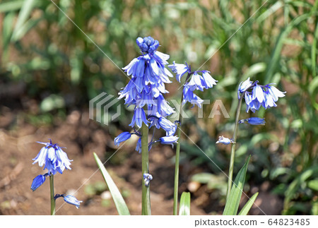 Schiller Campanula Schiller Campanula 64823485