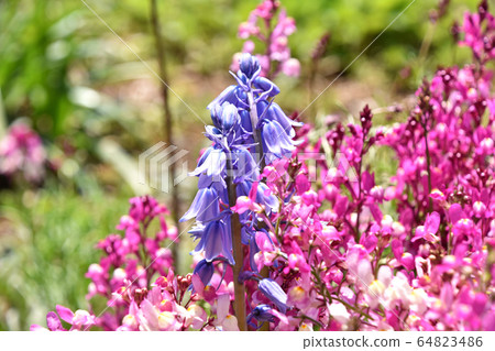 Syrah Campanurata and Linaria Syrah Campanurata and Linaria 64823486