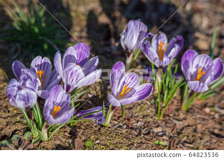 Fukaya Green Kingdom Crocus Fukaya Green Kingdom Crocus 64823536