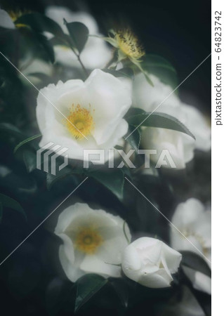 花 花 64823742
