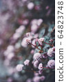 花 64823748