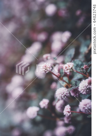 Flowers Flowers 64823748