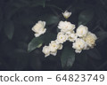 花 64823749