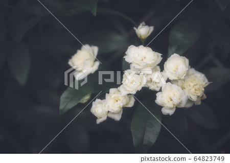 花 64823749