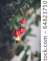 花 64823750