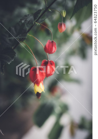 花 64823750