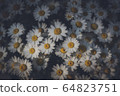 花 64823751