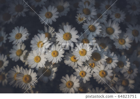 花 花 64823751