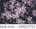 花 64823752