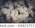 花 64823753