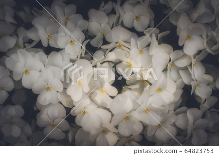 花 64823753