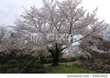 Sakai City Daisen Park's Cherry Blossoms Sakai City Daisen Park's Cherry Blossoms 64823856