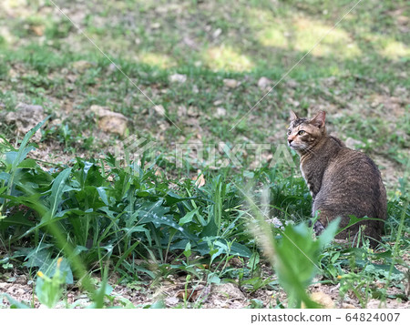 Where the cat sees Where the cat sees 64824007