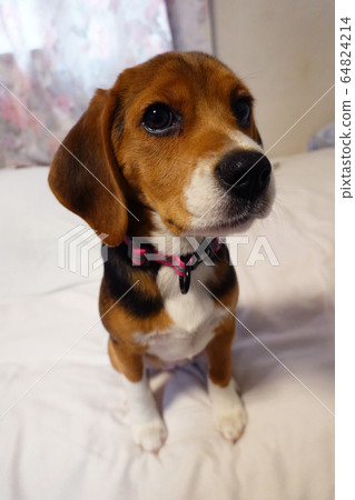 比格犬室內狗中型犬小狗小狗 比格犬室內狗中型犬小狗小狗 64824214