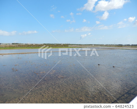五月稻田景觀 五月稻田景觀 64824523