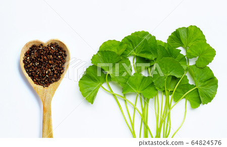 Fresh green Gotu kola with seeds on white 64824576