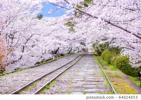 Cherry tree of Keage Incline, spring in Kyoto Cherry tree of Keage Incline, spring in Kyoto 64824853