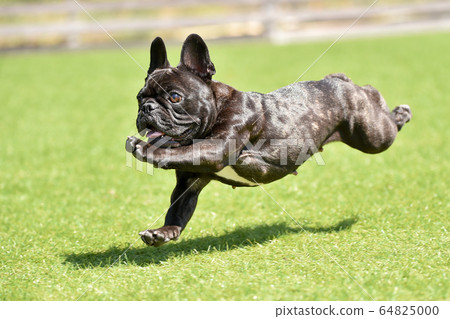 法國鬥牛犬玩狗跑 64825000