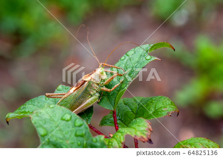 Locust. Grass Hopper. Grasshopper hanging out in a Locust. Grass Hopper. Grasshopper hanging out in a 64825136