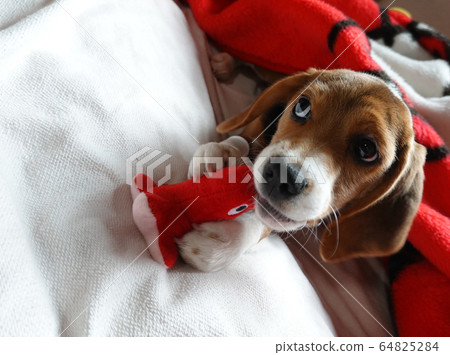 比格犬室內狗中型犬小狗小狗 比格犬室內狗中型犬小狗小狗 64825284