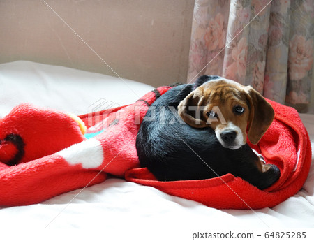 比格犬室內狗中型犬小狗小狗 比格犬室內狗中型犬小狗小狗 64825285