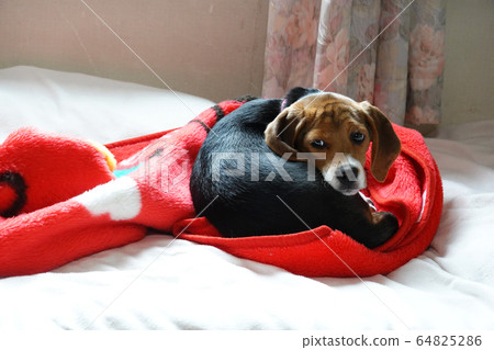 比格犬室內狗中型犬小狗小狗 64825286