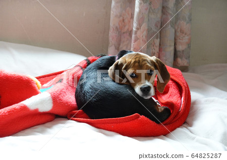 比格犬室內狗中型犬小狗小狗 64825287