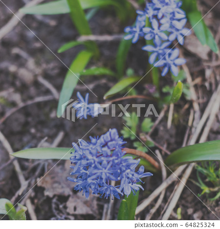 Snowdrops bloom beautifully in spring sunny Snowdrops bloom beautifully in spring sunny 64825324