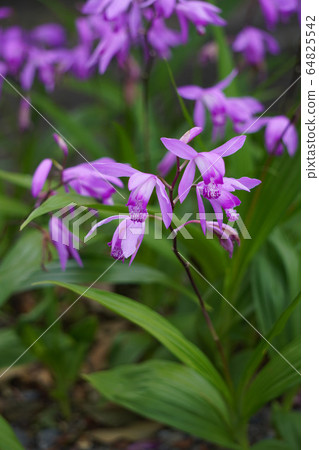 紫色的蘭花，出現在一個黑暗的背景 64825542