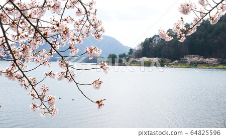 在河口湖的櫻花 64825596