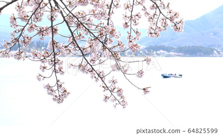 Cherry blossoms at Kawaguchiko 64825599