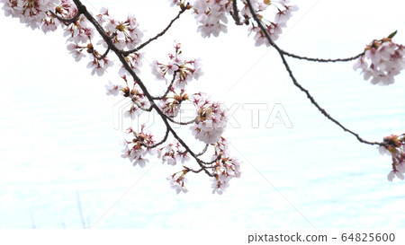 Cherry blossoms at Kawaguchiko 64825600