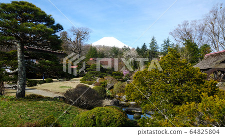 在忍野山和富士山的櫻花盛開 64825804