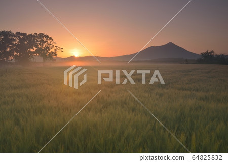 筑波山和麥田在清晨 64825832