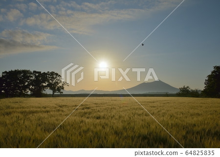 筑波山，麥田和鳥類在清晨 64825835