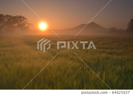 筑波山和麥田在清晨 64825837