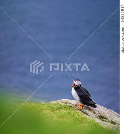 Puffin on top of the rock against blurred ocean Puffin on top of the rock against blurred ocean 64825914
