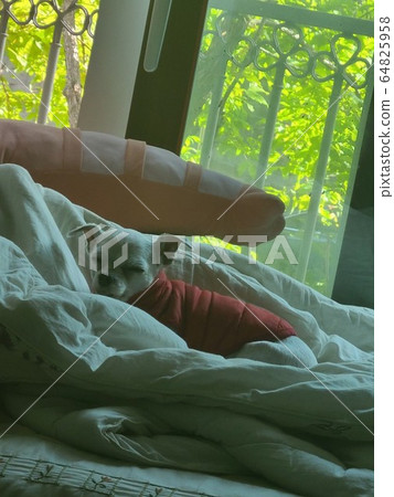 睡狗 睡狗 64825958