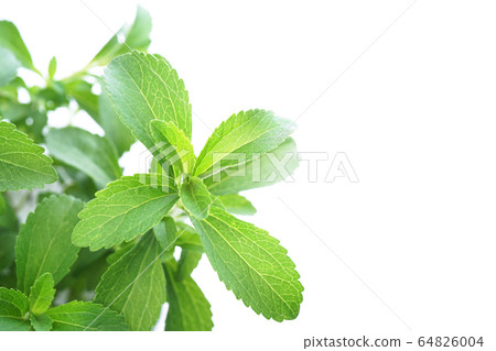 Stevia Stevia 64826004