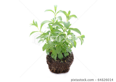 Stevia Stevia 64826014