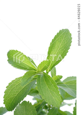 Stevia 64826015