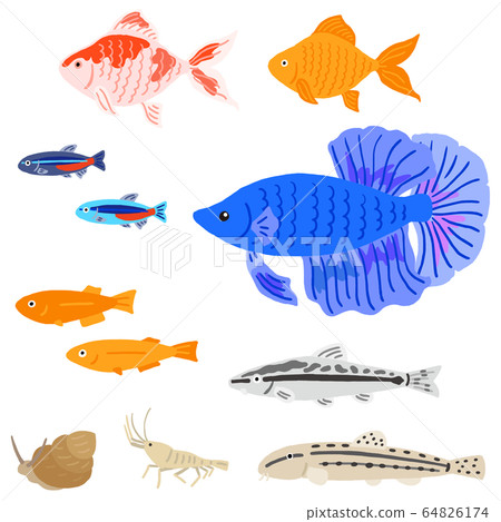 Aquarium aquarium fish set 64826174
