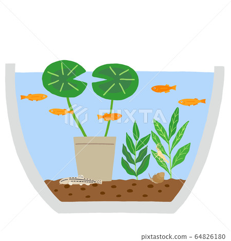 Water lily bowl biotope Water lily bowl biotope 64826180