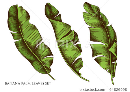 Vector set of hand drawn colored banana palm leaves 64826998
