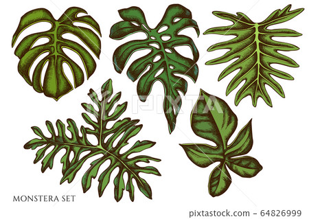 Vector set of hand drawn colored monstera 64826999