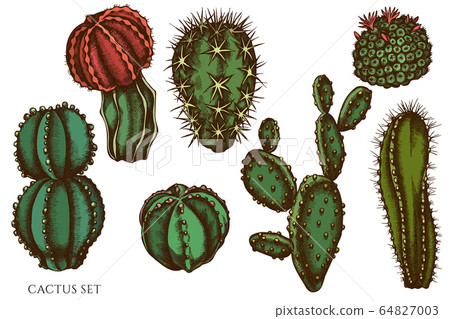 Vector set of hand drawn colored cactus 64827003