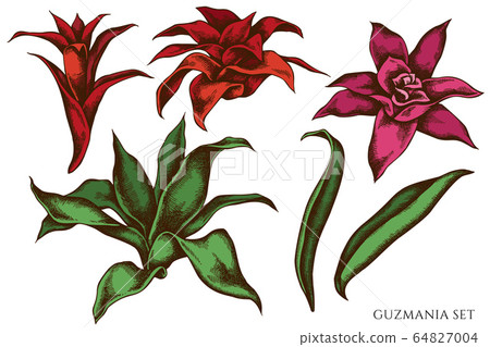 Vector set of hand drawn colored guzmania Vector set of hand drawn colored guzmania 64827004