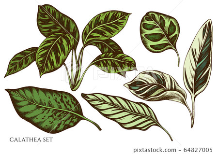 Vector set of hand drawn colored calathea 64827005
